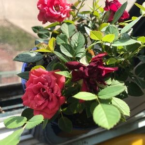 Meet your Posher, Lisa